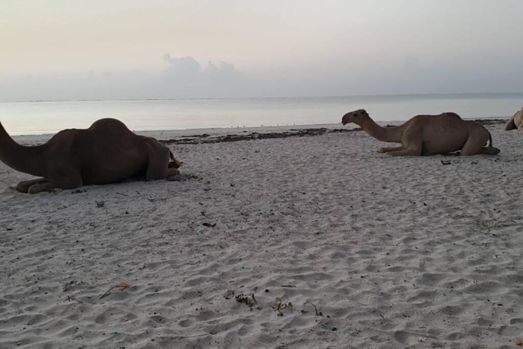 شقة مومباسا  في Cowrie Beach Haven Studio المظهر الخارجي الصورة